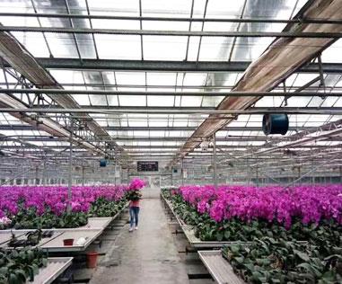 Venlo 8mm PC Sheet Insulation Energy Saving Greenhouse for Flowers
