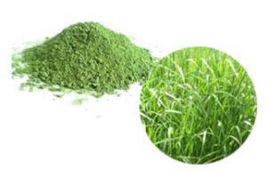 Organic Good Benefits Oat Grass Juice Powder