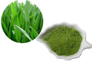 non-GMO gluten-free no filler certified Organic green  Barley Grass Powder