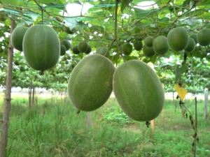 USDA Certified 100% Natural Organic Luo Han Guo Monk Fruit V50%