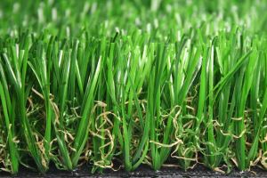Landscape Grasses With Competitive Price