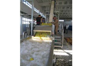 Apple and Pear Processing Line