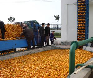 Citrus Processing Line