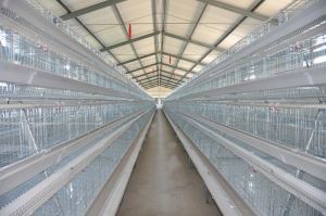 A Type Poultry Cage for Layer Farm with Manual and Full Automatic System