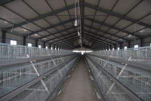 A Type Broiler Poutlry Cage System for Chicekn Farm