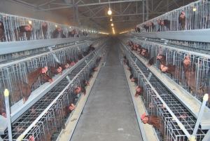 A Type Breeder Cage for Poultry Chicken Farm with Manual and Automatic System
