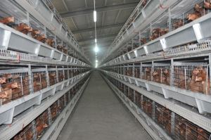H Frame Battery Cage for Layer Chicken Farm with Egg Conveyor Belt and Full Automatic System