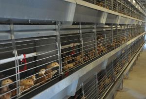 H Frame Chicken Cage for Rearing and Day Old Chick with Reasonable Design