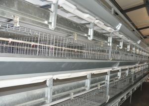 H Frame Broiler Battery Cage In Poultry Farm for Chicken