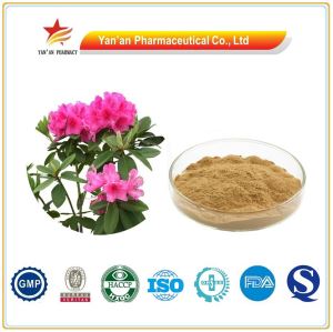 High Quality Dahurian Rhodoendron Extract