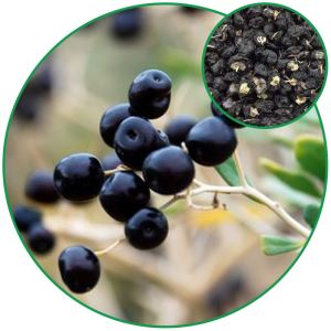 Black Wolfberry (Lycium Ruthenicum) Fruit, Chinese Herbal Medicine Pharm.material Antioxidation