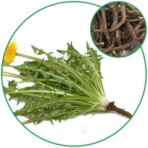 Dandelion Root(Taraxacum Officinale Root),Chinese Herbal Medicine for Tea Granules and Pharmacy