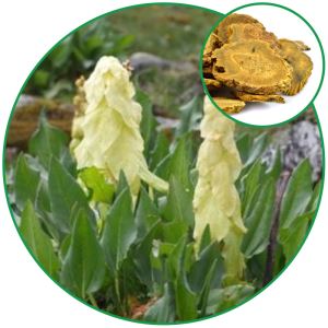 Rheum Officinale Root,Chinese Herbal Medicine for Plant Extraction