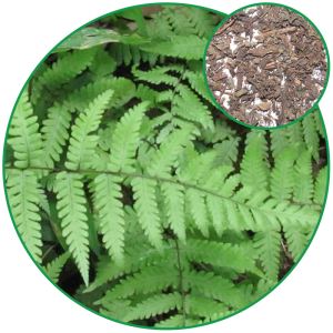 Polypodium Nipponicum(wall Fern ),curing Arthrophlogosis, Sores and Pains Chinese Herbal Medicine