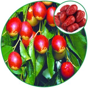 Chinese-date(jujube Fruit),improving Immune Chinese Herbal Medicine Bulk in Store