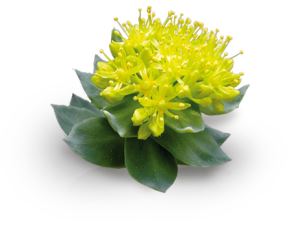 Rhodiola Rosea Extract Rosavins, Nature's Energy Booster