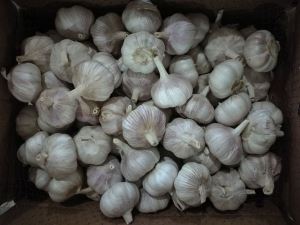 2017's Crop China Garlic Fresh and Cooling Purple Garlic