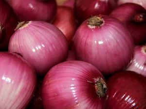 Export Grade New Crop Fresh Premium Red Purple Onion
