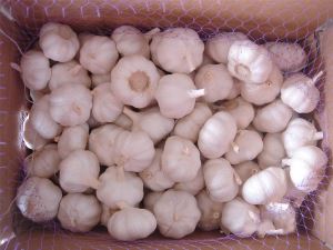 Fresh and Cooling Normal White Garlic with 10kg Carton Size 5.5cm Up