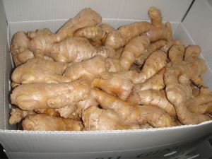 New Crop China Market Favourable Dehydrated Ginger Material and Base