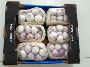 New Crop Yunnan Solo Garlic