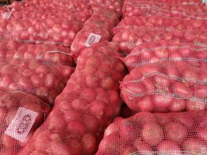 Premium Favourable Red Purple Onion in Mesh Bags Supplier