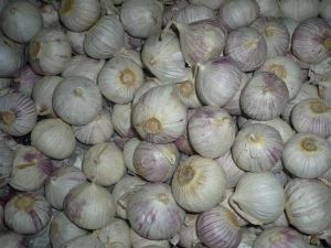 Solo Garlic for Dehydrated Material