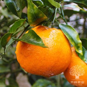 Dekopon/Dekopon Fruit/ponkan Orange recipes suppliiers benefits  in stock