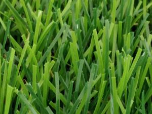 Landscape Synthetic Grass