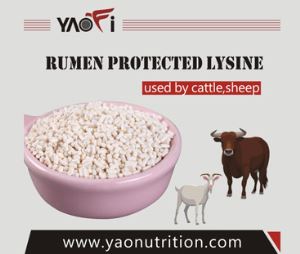 Animal Feed Additive Rumen Protected Lysine Products Feed Grade Coated Lysine for Ruminants