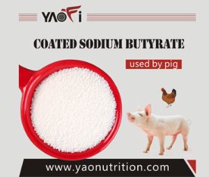 Enteric Coated Sodium Butyrate 30 90 Supplement Poultry