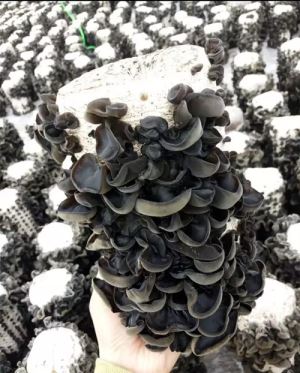 Best Chinese Black Fungus
