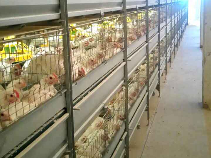 Full Set Modern Farm Broiler Poultry Cage Equipment