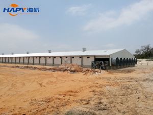 Light Steel Structure Broiler Shed