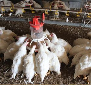GOLDENEST High Quality Breeder Farm Feeding System With CE Certification 5 Years Warranty