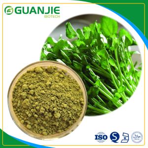Watercress Powder Popular Herbal Extraction Best Quality with Sample Free