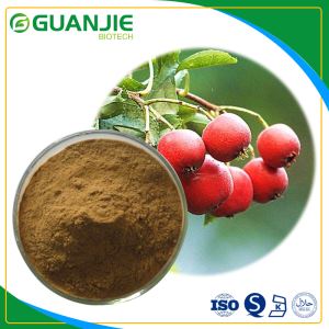 Hawthorn Berry Extract/Hawthorn Extract Sample Free with Best Quality