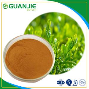 Nature Green Tea Extract/Tea Polyphenols Sample Free with Best Quality