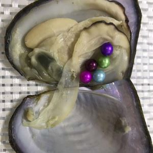 Oyster Shell with Pearl