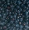 IQF Berries Frozen Blueberry
