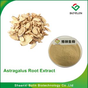 Astragalus Root Extract/prompt Delivery Astragalus Root Extract On Hot Selling With Free Sample