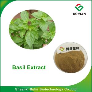 Basil Extract/high Quality Pure Natural Basil Extract 10% 25% Ursolic Acid From China