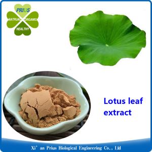 Lotus Leaf Extract Lose Weight Quickly Secret Fat Burner Nymphaea Lotus Leaf Extract Nuciferine