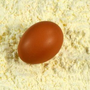 Egg Protein