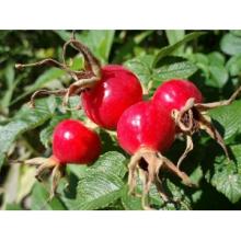 Rose Hips Extract, China Manufacturer Supply High Quality Rose Hip Tablets, Powder, Capsules, Anti-aging