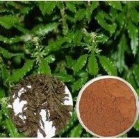Lycopodium Grass Extract,China Factory Supply High Quality Bulk Lycopodium Serratum Extract Powder
