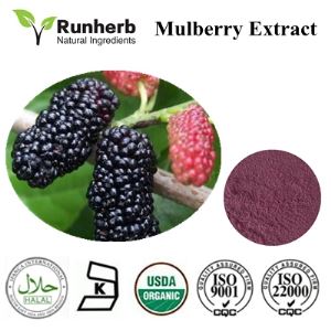 Mulberry Extract,mulberry leaf tea extract supplier,certified super mulberry extract