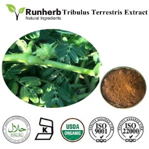 Tribulus Terrestris Extract ,China factory supplier tribulus terrestris powder ,pure natural tribulus terrestris extract supplier