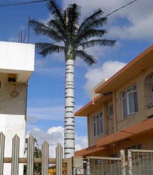 Camouflaged Coconut Tree Towers