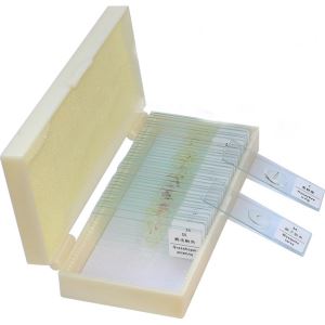 Prepared Microscope Slides in Plastic Box